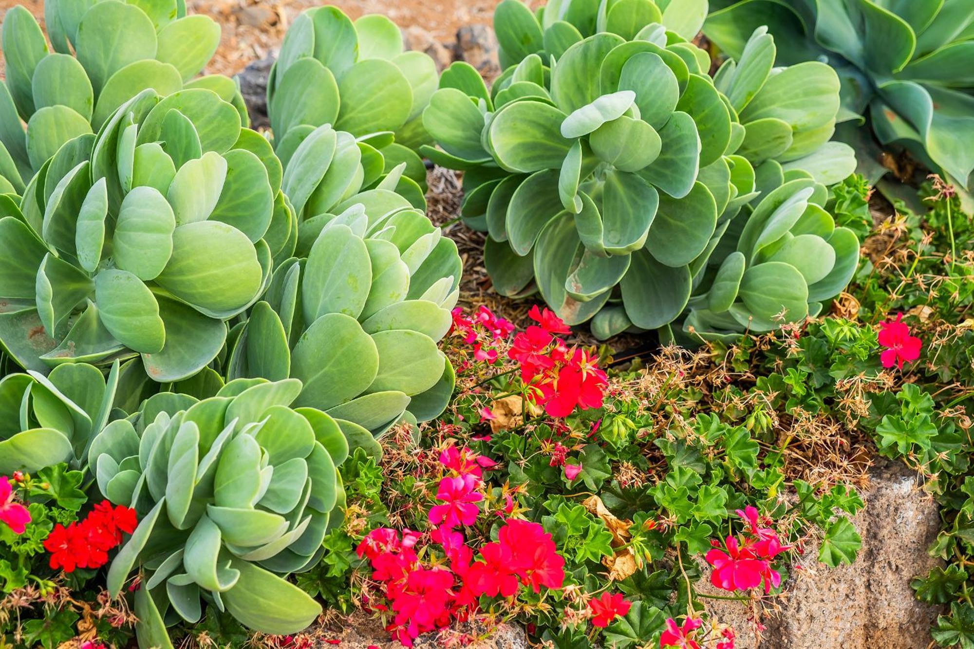Tenerife Healing Garden Guía de Isora Dış mekan fotoğraf